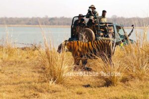Amazing Tadoba Tour