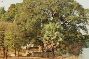Temple of Taru In Tadoba