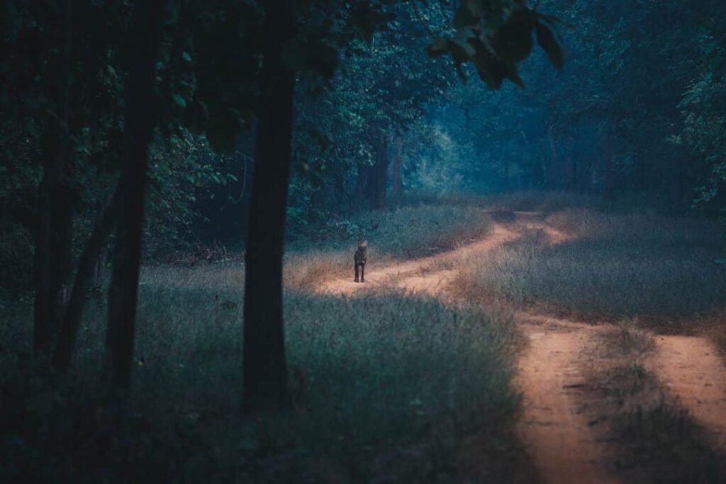 Tadoba Monsoon Adventure