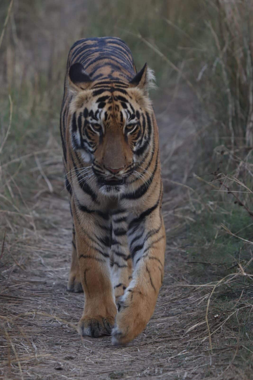 Incredible Tadoba Jungle Safari