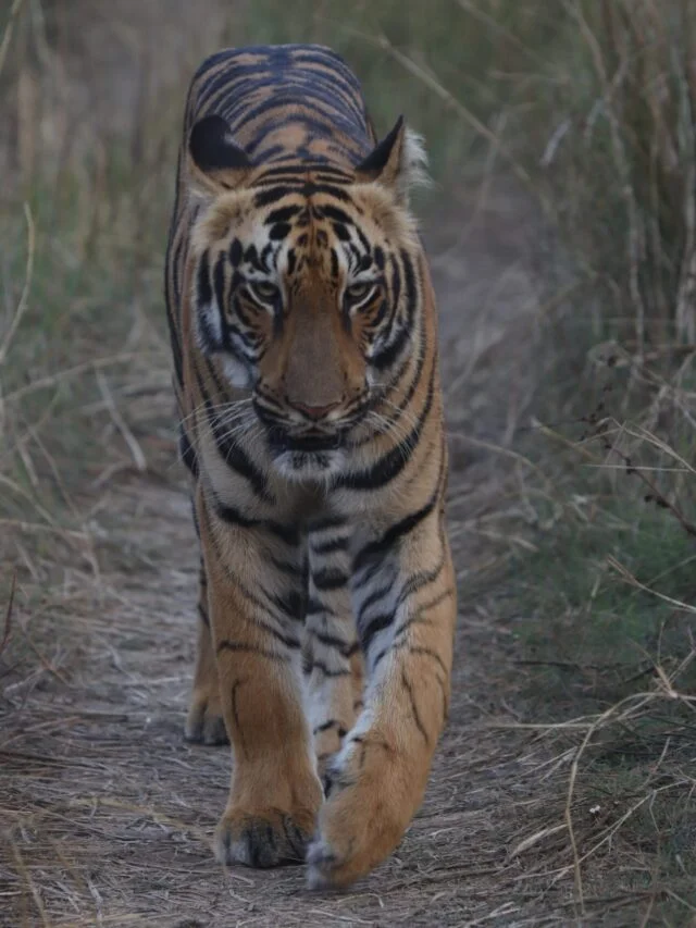 Tadoba Jungle Safari