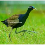 Bronze Winged Jacana