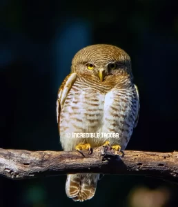 Forest Owlet