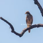 Honey Buzzard