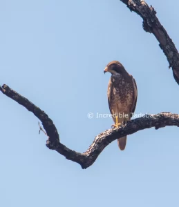 Honey Buzzard