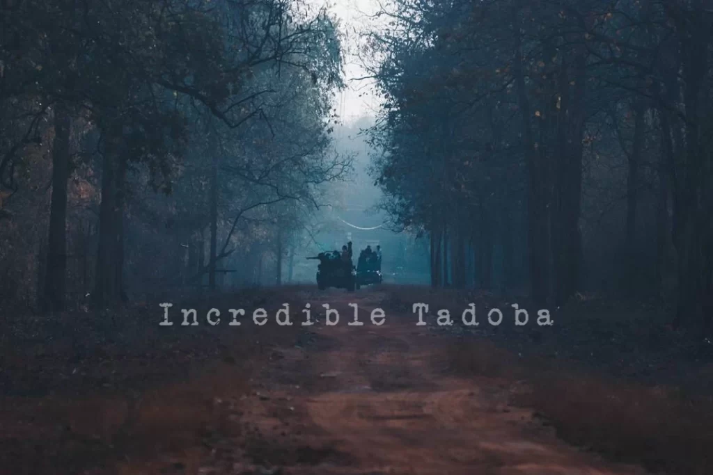 Tadoba Safari Package