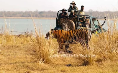 Tadoba Core Zone-vs-Buffer-zone