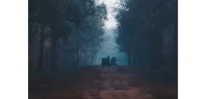 Top 5 Reasons Why Tadoba Jungle Is India’s Best Kept Wildlife Secret