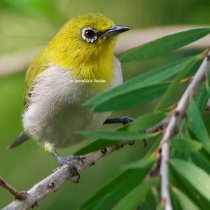 Oriental White Eye