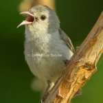 Pale-billed flowerpecker