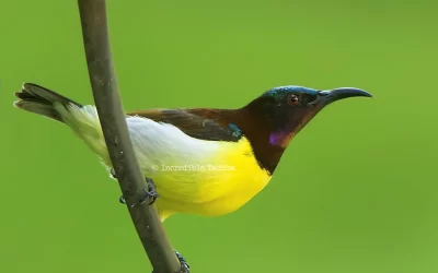 Birds of Tadoba