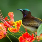 Purple Rumped Sunbird