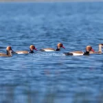 Red-Creasted Pochards