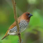 Scally Breasted Munia