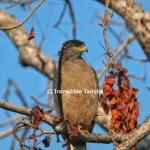 Serpent Eagle