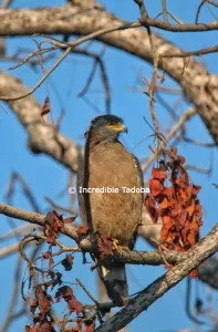 Serpent Eagle