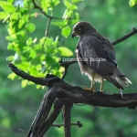 White-Eye Buzzard