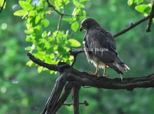 White-Eye Buzzard