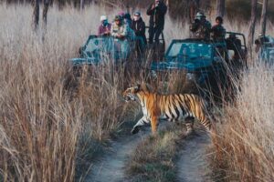 Tadoba Safari Booking