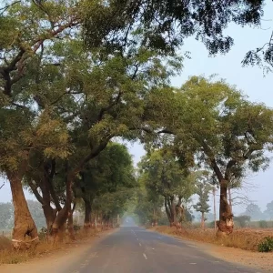 How To Reach Tadoba by Road