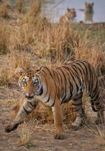 Tadoba Safari Jeep Experience with Incredible Tadoba