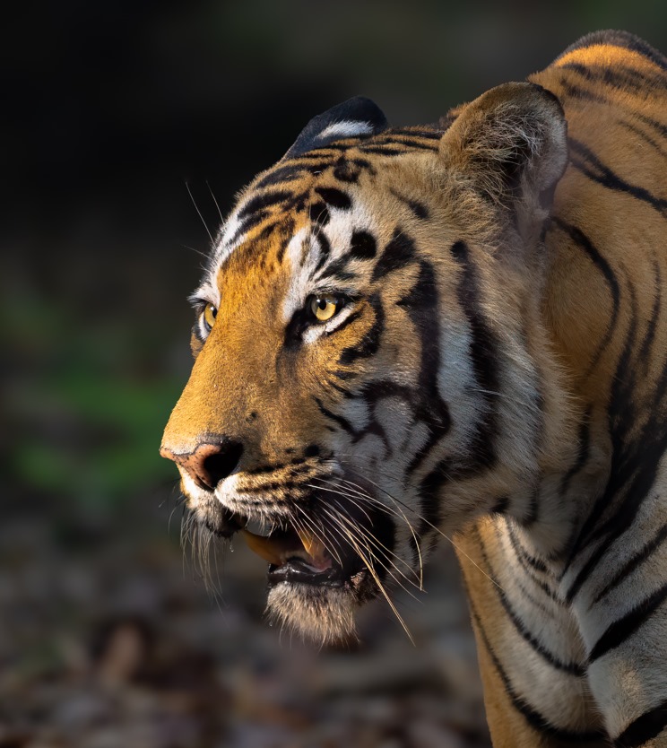 Tadoba Summer Package